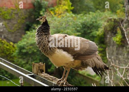 Pfau oder Pfau auf dem Gelände von Ruthin Castle, Wales Stockfoto