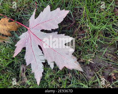 Blatt mit Regentropfen. Blatt in einer Wiese. Herbstblatt. Stockfoto