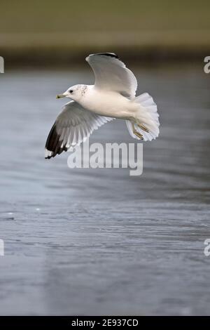 Gemeinsamen Gull (Larus Canus) Stockfoto