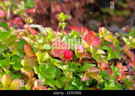 Rote Erdbeere wächst auf grünem Busch. Nahaufnahme der Erdbeere. Beeren pflücken im Wald. Stockfoto