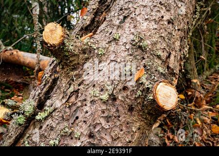 Großer nasser gefallener Baum in einem schönen bunten dichten Wald Unter gefallenen farbigen Blättern Stockfoto