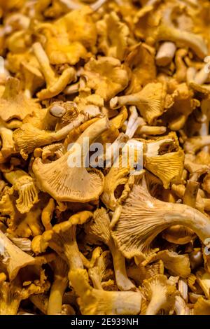 Viele Pfifferlinge Pilze in der Küche eines Restaurants Stockfoto