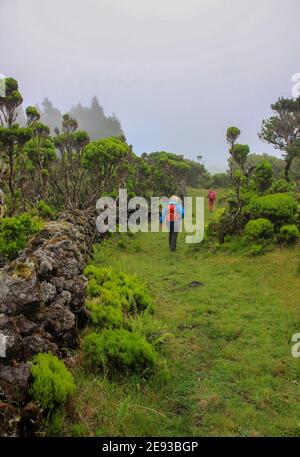 Wandergruppe, grüne Landschaften erkunden, Azoren, Insel Pico. Stockfoto