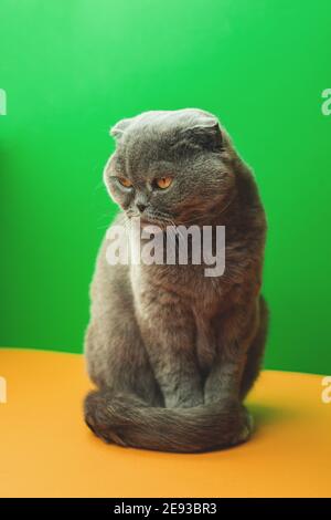 Kreative Katze Tier Studio Foto mit schottischen Falte Rasse, auf einem zweifarbigen Hintergrund Stockfoto