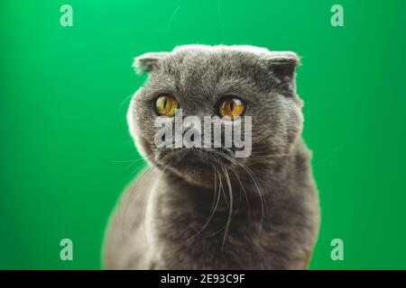 Schottische Falte Katze Studio Foto auf einem grünen Hintergrund, Tier Foto Stockfoto
