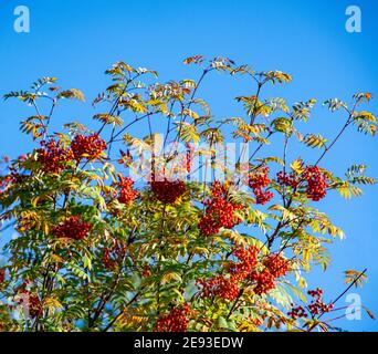 Rowan Tree - Sorbus aucuparia Stockfoto