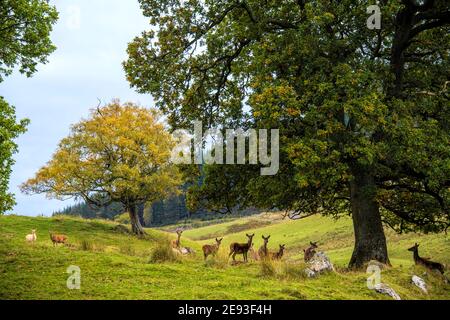 Rothirsch-Herde, Schottland, Großbritannien Stockfoto