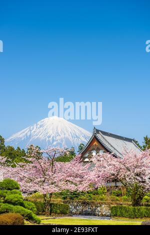 Fujinomiya, Shizuoka, Japan mit Mt. Fuji im Frühjahr. Stockfoto