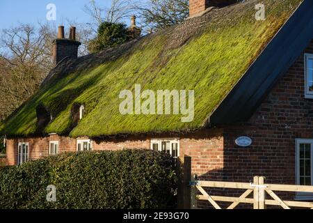 Grünes Moos wächst auf einem Strohdach, Osmaston, Derbyshire Stockfoto