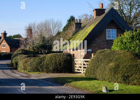 Grünes Moos wächst auf einem Strohdach, Osmaston, Derbyshire Stockfoto