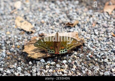 Grüner Baron Schmetterling Stockfoto