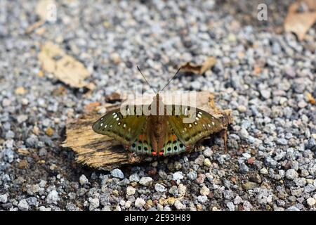 Grüner Baron Schmetterling Stockfoto