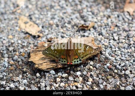 Grüner Baron Schmetterling Stockfoto