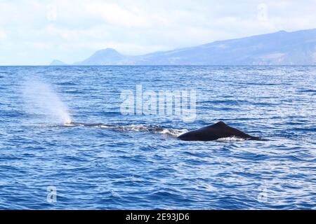 Mutter und Baby Pottwal schwimmen Stockfoto