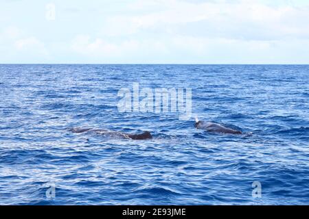 Mutter und Kalb Sperma Wal Seite an Seite in der Meer vor Dominica Stockfoto