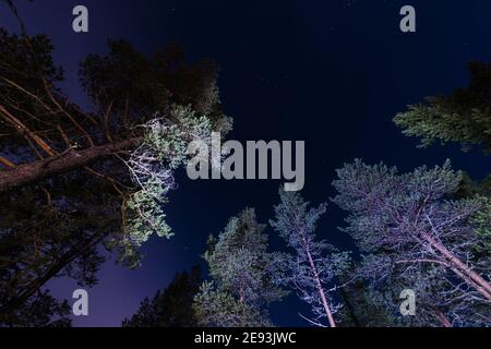 Niedrigen Winkel Aussicht auf Bäume in der Nacht Stockfoto