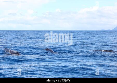 Drei Spermawale Schwimmen im offenen Meer vor Dominica Stockfoto
