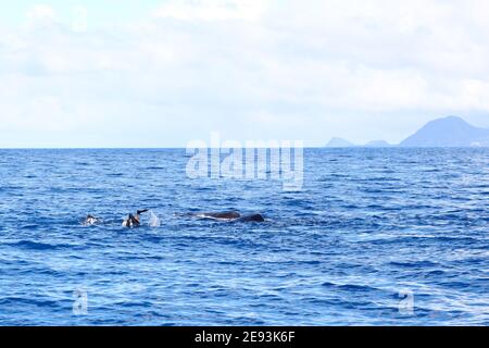 Tauchtaucher schwimmen mit Spermawalen in der Karibik vor Dominica Stockfoto