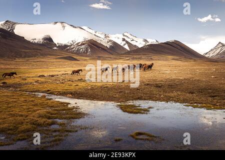 Pferde in den Bergen Kirgisistans Stockfoto