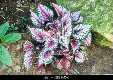 Farbexplosion: Leuchtende Blumen und Pflanzen, die Ihren Raum mit einem atemberaubenden Blick auf die Natur erhellen Stockfoto