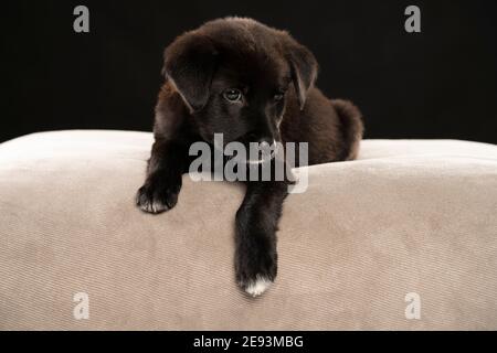 Porträt eines kleinen schwarzen Stret Hund Welpen in der studio auf schwarzem Hintergrund Stockfoto