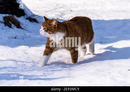 Ginger haired Katze erleben ersten Schnee Stockfoto
