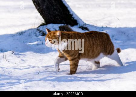 Ginger haired Katze erleben ersten Schnee Stockfoto