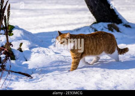 Ginger haired Katze erleben ersten Schnee Stockfoto