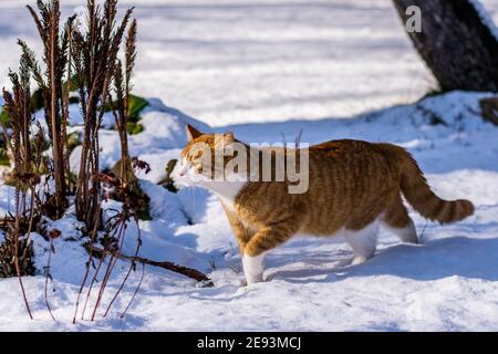 Ginger haired Katze erleben ersten Schnee Stockfoto