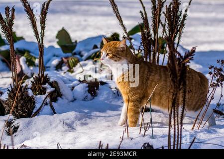 Ginger haired Katze erleben ersten Schnee Stockfoto
