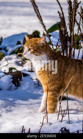 Ginger haired Katze erleben ersten Schnee Stockfoto