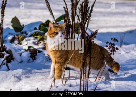 Ginger haired Katze erleben ersten Schnee Stockfoto