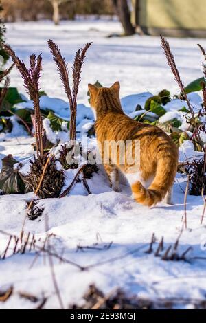 Ginger haired Katze erleben ersten Schnee Stockfoto