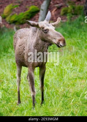 Elche auch Moose in Nordamerika (Alces alces) genannt. Nationalpark Bayerischer Wald, Gehege. Europa, Deutschland, Bayern Stockfoto