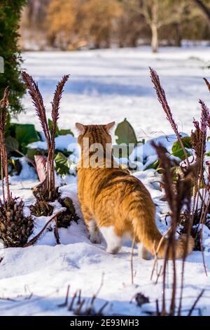 Ginger haired Katze erleben ersten Schnee Stockfoto