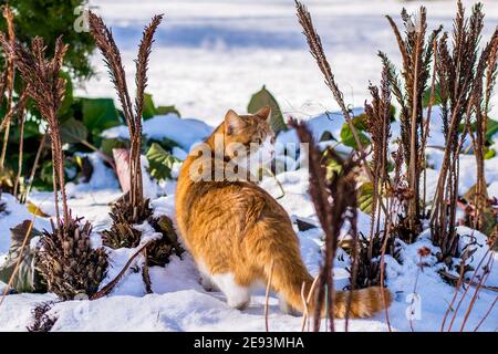 Ginger haired Katze erleben ersten Schnee Stockfoto