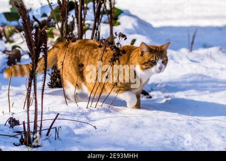Ginger haired Katze erleben ersten Schnee Stockfoto