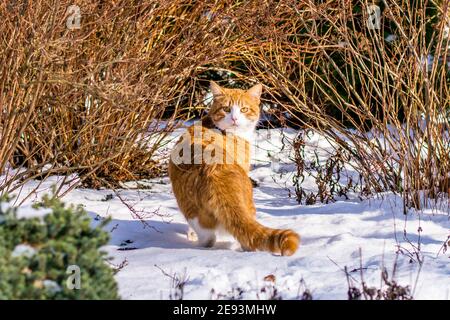 Ginger haired Katze erleben ersten Schnee Stockfoto
