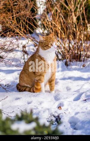 Ginger haired Katze erleben ersten Schnee Stockfoto