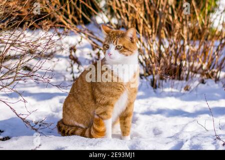 Ginger haired Katze erleben ersten Schnee Stockfoto