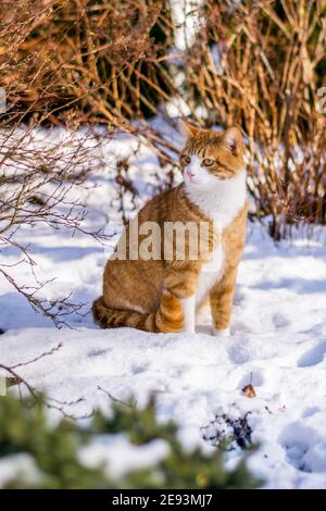 Ginger haired Katze erleben ersten Schnee Stockfoto