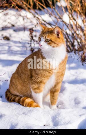Ginger haired Katze erleben ersten Schnee Stockfoto