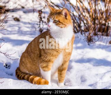 Ginger haired Katze erleben ersten Schnee Stockfoto