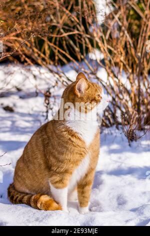 Ginger haired Katze erleben ersten Schnee Stockfoto