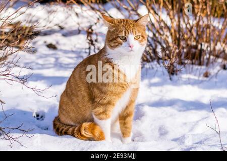 Ginger haired Katze erleben ersten Schnee Stockfoto