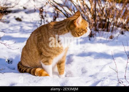 Ginger haired Katze erleben ersten Schnee Stockfoto