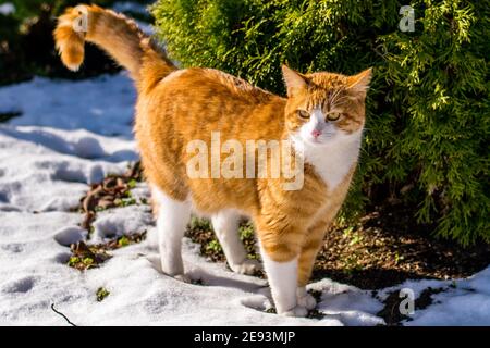 Ginger haired Katze erleben ersten Schnee Stockfoto