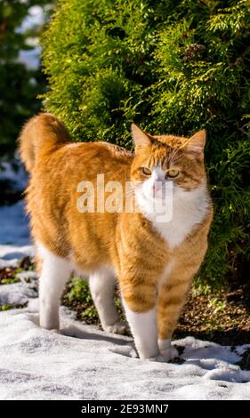 Ginger haired Katze erleben ersten Schnee Stockfoto