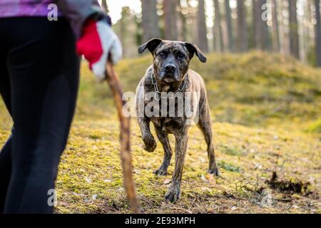 Pitbull in einem Wald während des Frühjahrsspielens Stockfoto