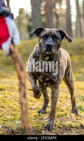 Pitbull in einem Wald während des Frühjahrsspielens Stockfoto